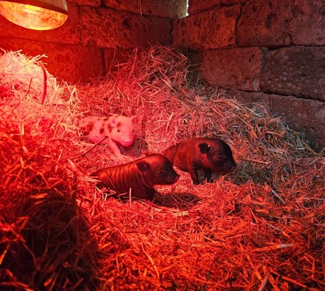 cucciolata 12_04_2025 zb3-evy.jpeg