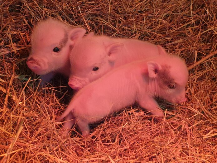 2020-10-19 17.02.33.jpeg