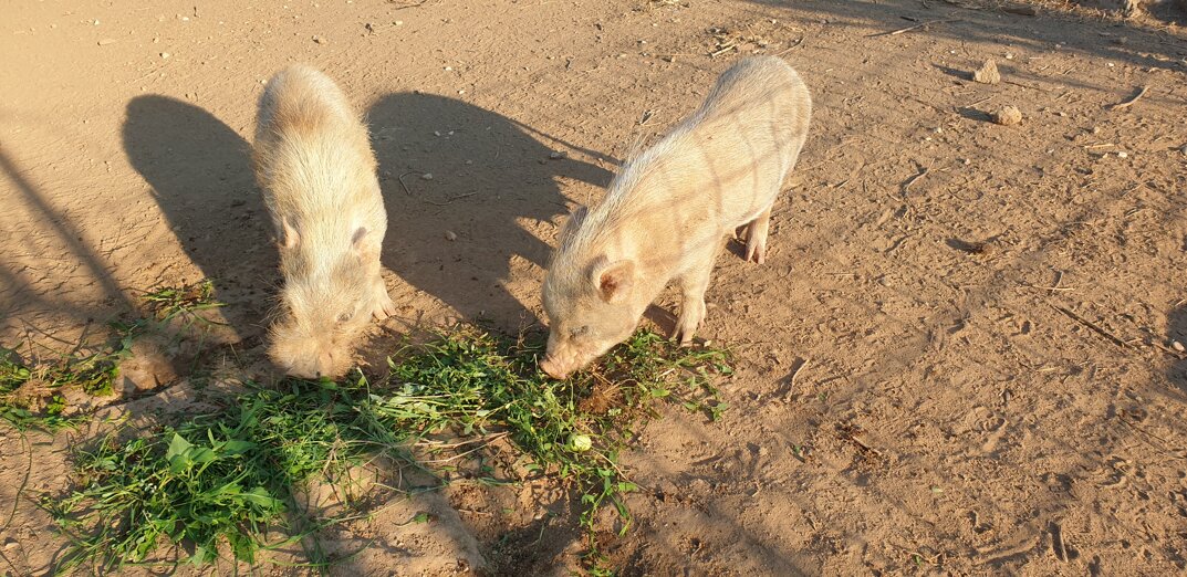 2020-08-09 07.52.20.jpeg