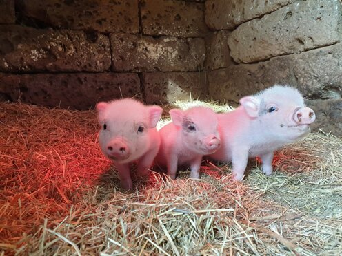 2020-10-28 13.35.43.jpeg