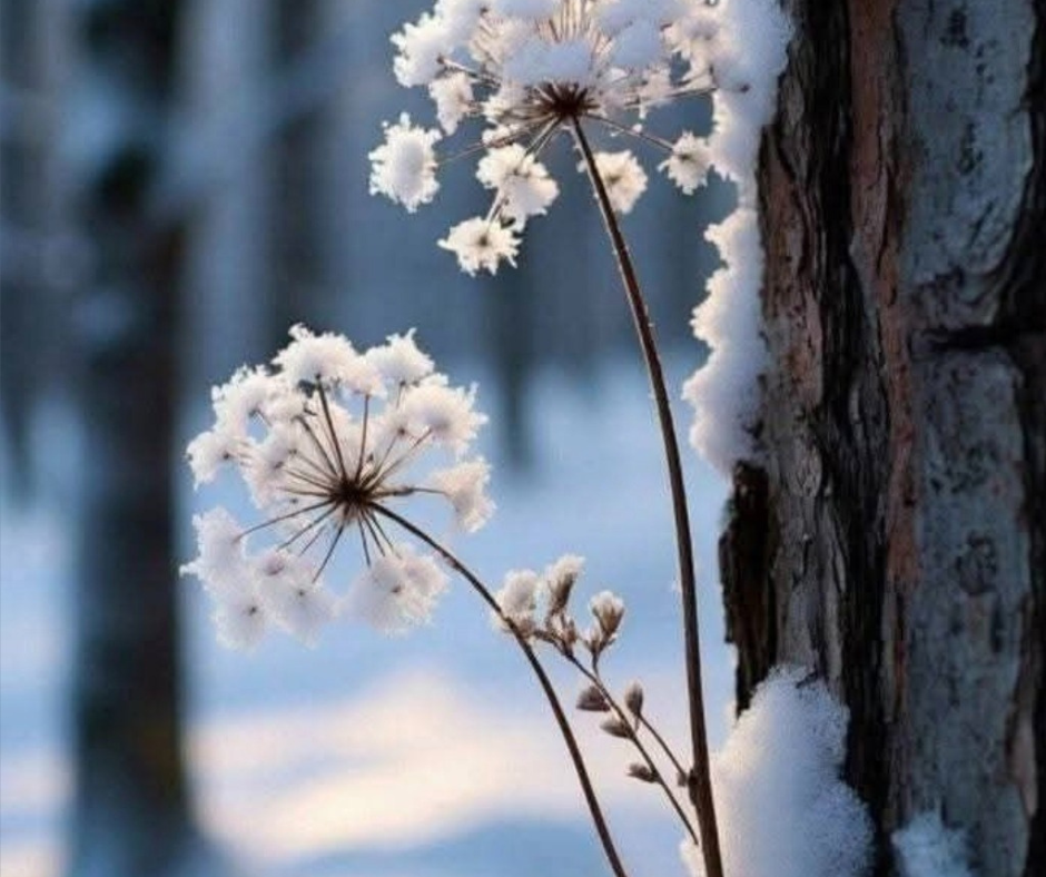 Quando senti che non puoi cambiare nulla Fiore nella neve che resiste in silenzio, simbolo di pausa e presenza nei mesi invernali