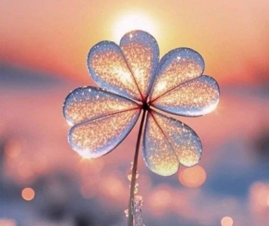 Fiore che emerge dalla neve illuminato dal sole simbolo del corpo come bussola del desiderio