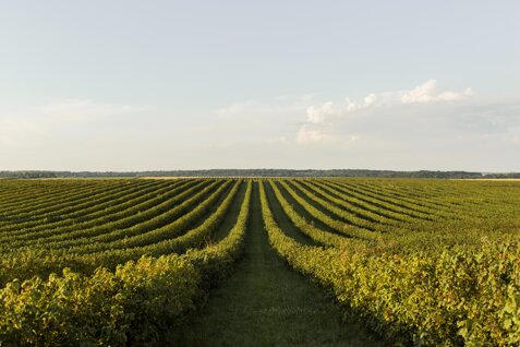 vista-frontale-del-paesaggio-con-vegetazione-e-cielo-sereno.jpeg