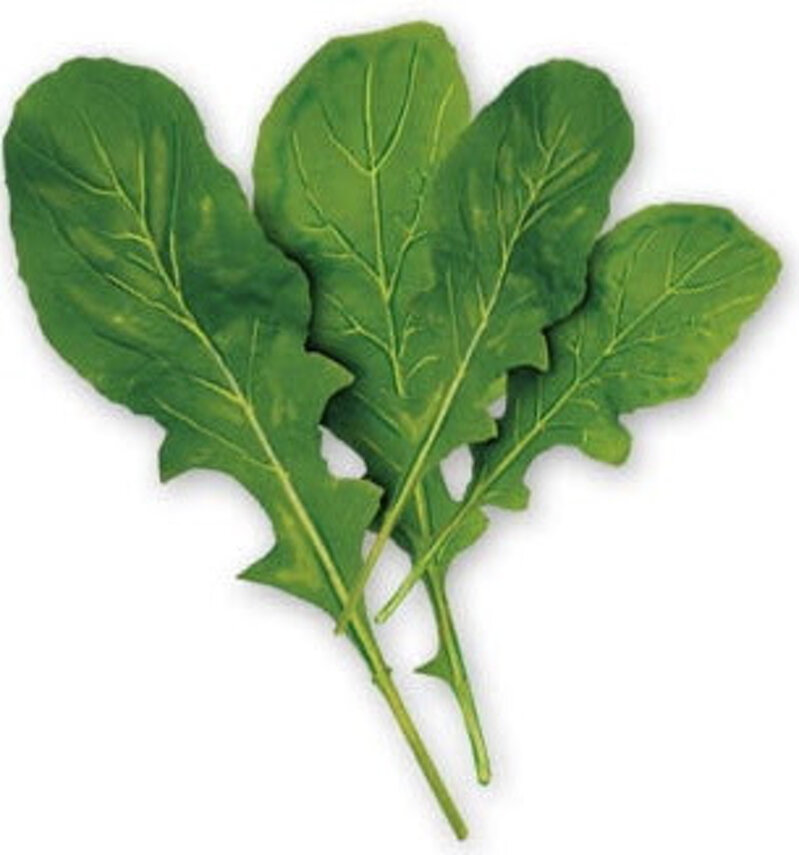 rucola