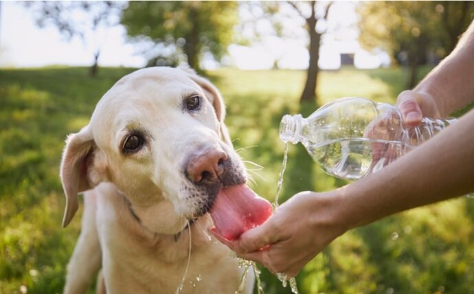 STOP ANIMALI AL SOLE: A CROSIA MULTE FINO A 500 EURO PER CHI NON LI PROTEGGE