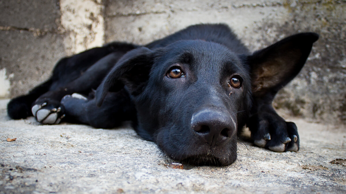 BRUTALITÀ A LONGOBUCCO, CANE MUORE DOPO ESSERE STATO TRASCINATO DA UN’AUTOMOBILE BRUTALITÀ A LONGOBUCCO, CANE MUORE DOPO ESSERE STATO TRASCINATO DA UN’AUTOMOBILE