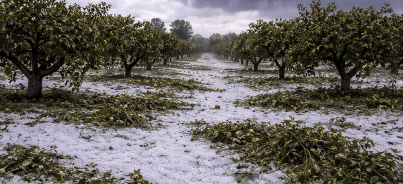 GRANDINATA DI APRILE NELL’ALTO IONIO: REGIONE CHIEDE RICONOSCIMENTO STATO CALAMITÀ COMPARTO AGRICOLO