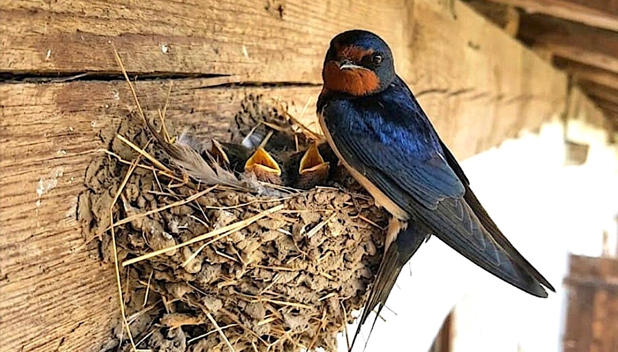 LE RONDINI, SIMBOLO DELLA PRIMAVERA, STANNO ARRIVANDO… ACCOGLIAMOLE