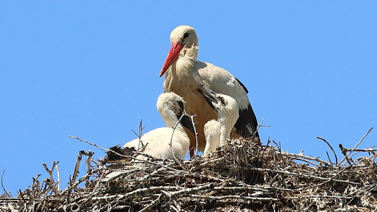 CICOGNA DAY 2026: NELLA VALLE DEL CRATI TORNA LO SPETTACOLO DELLA NATURA