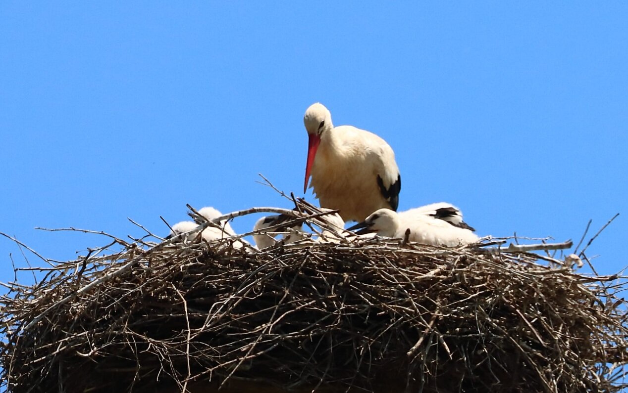NELLA VALLE DEL CRATI NATI I PRIMI “CICOGNINI”
