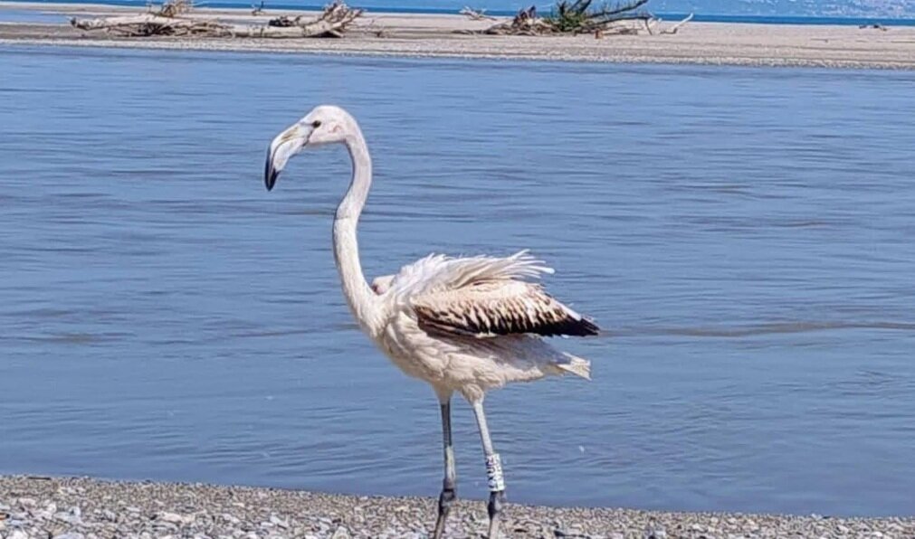 ALI RITROVATE: FENICOTTERO E GHEPPIO TORNANO A VOLARE LIBERI ALLA FOCE DEL CRATI