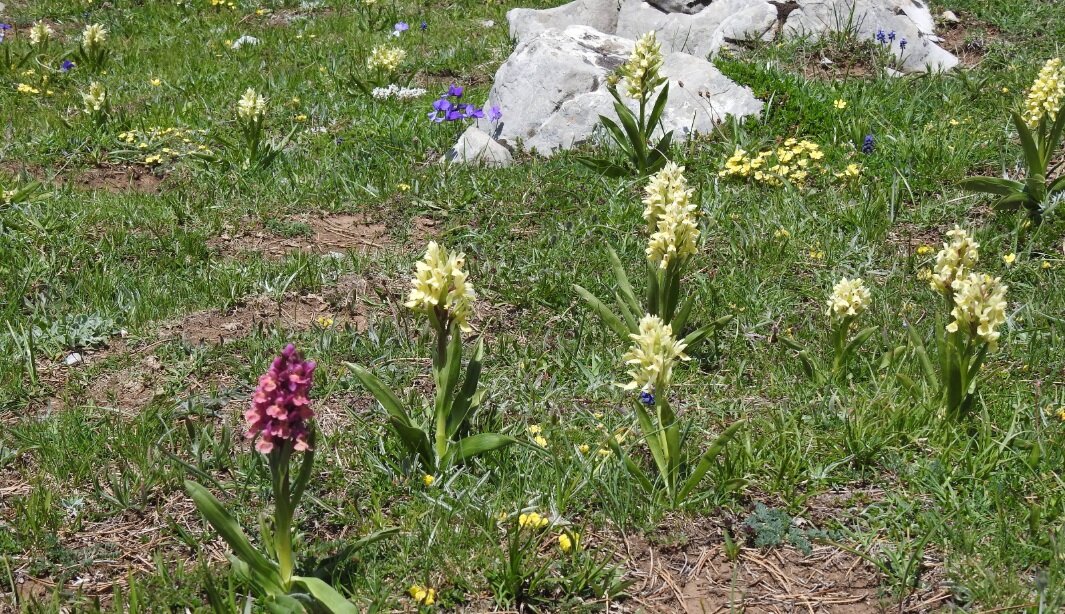 TUTELA BIODIVERSITÀ E RIPRISTINO ECOSISTEMI NATURALI: LA CALABRIA PORTA A CASA IMPORTANTI RISULTATI