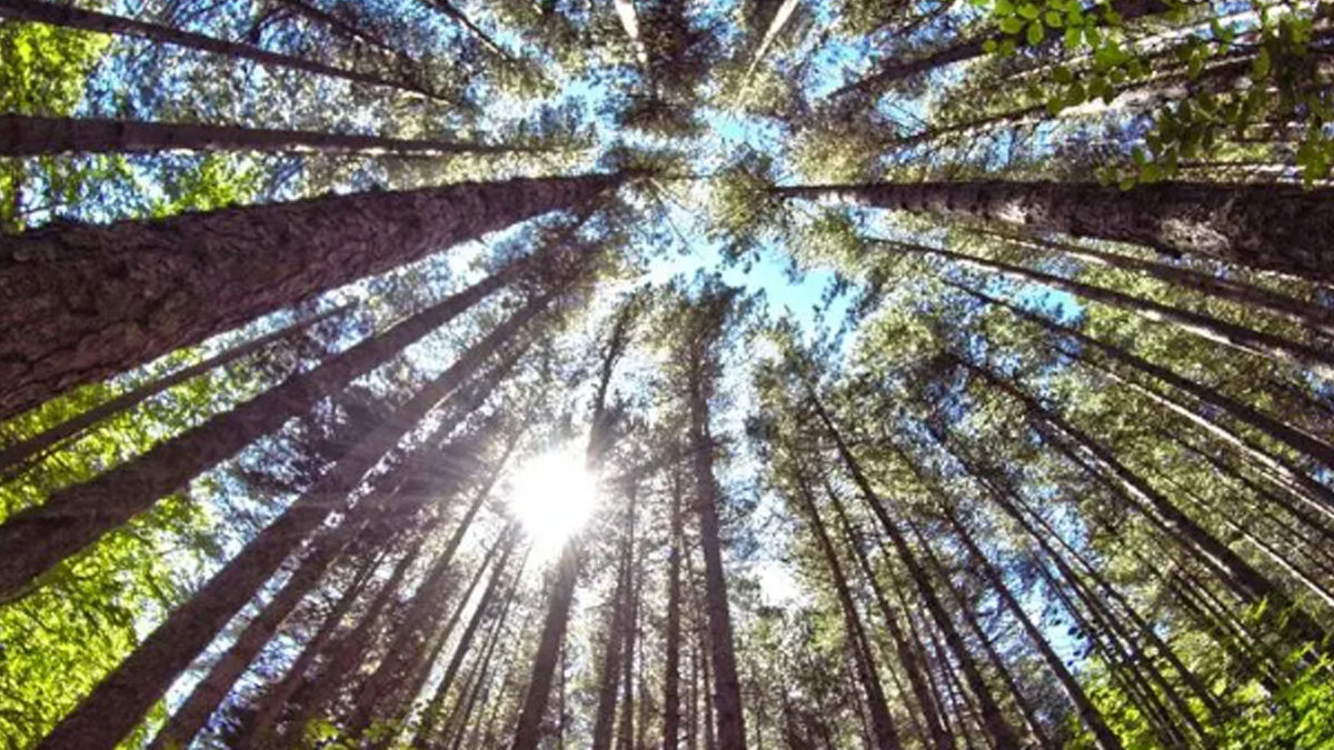 CALABRIA, NASCE LA RETE CHE PROTEGGE IL CUORE PIÙ ANTICO DELLE FORESTE