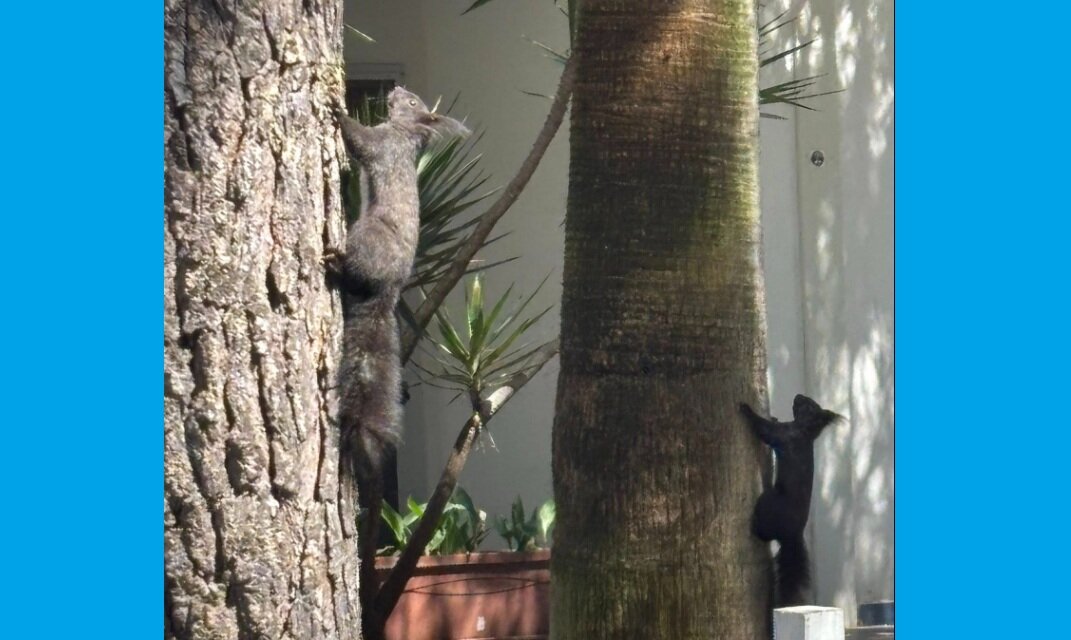 UN PICCOLO TESORO TRA I PINI: LO SCOIATTOLO NERO INCANTA MARINA DI SIBARI