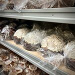 panettone-al-pistacchio-500-gr-con-elegante-confezione-regalo