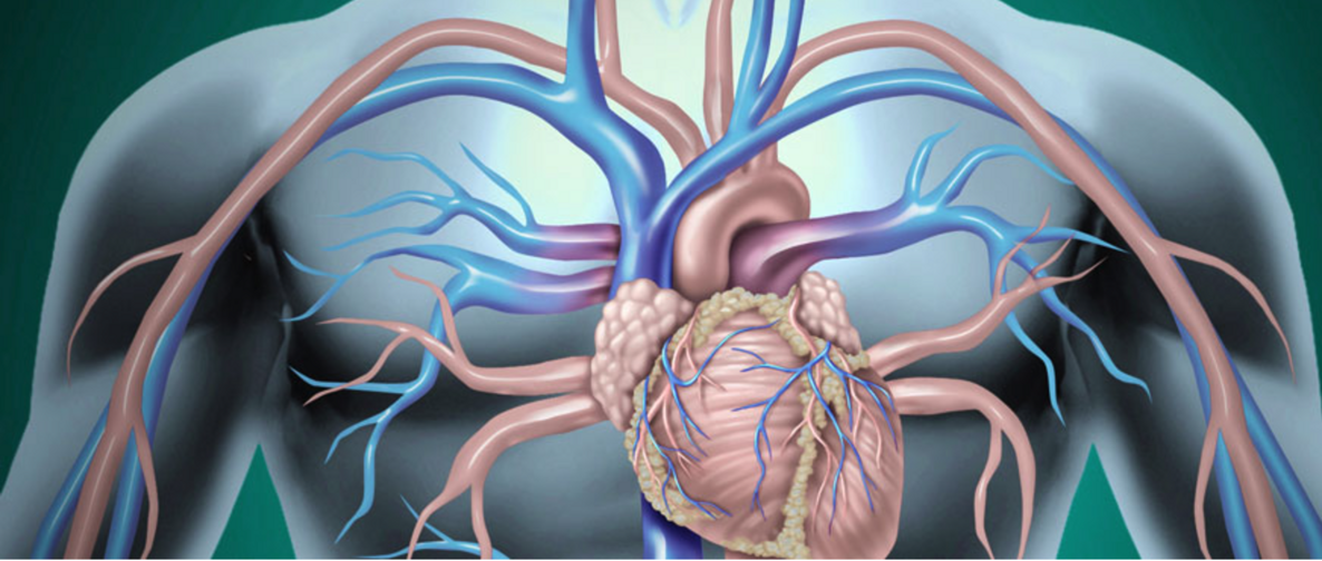 angiologia banner