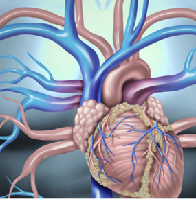 angiologia