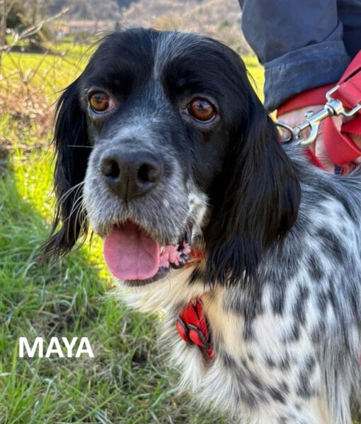 foto maya con nome.jpeg