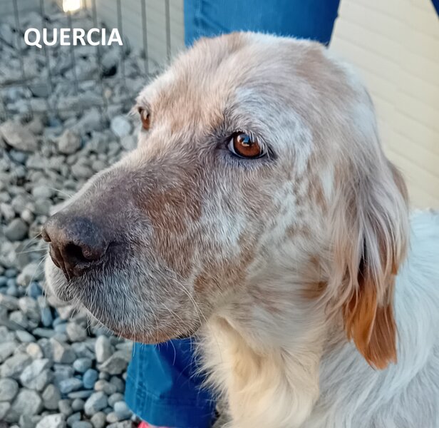 quercia con nome.jpeg