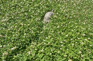 fauna fauna