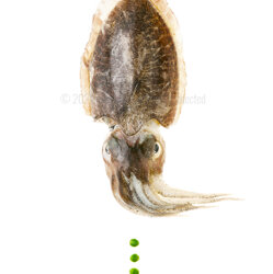 le-21-006_seppia_con_piselli