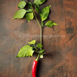 oe-21-011_peperoncino