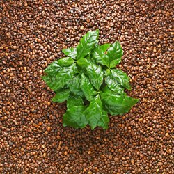 oe-21-035_pianta_del_caff