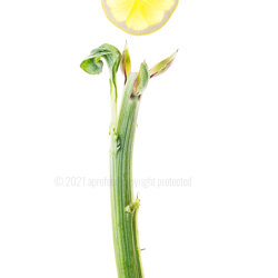 oe-21-047_insalata_di_carciofo2