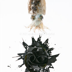 le-21-001_tagliatelle_al_nero_di_seppia