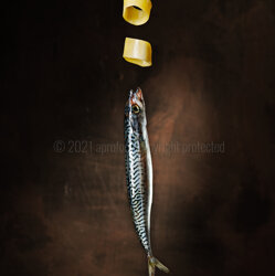 le-21-004_calamarata_con_sgombro