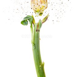 oe-21-010_insalata_di_carciofo