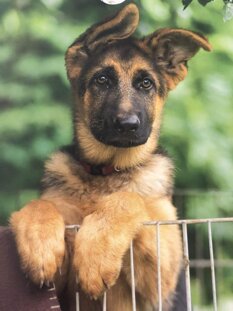 66428de336d4a7c502feb01935a01ae61711ace9.jpeg 66428de336d4a7c502feb01935a01ae61711ace9.jpeg