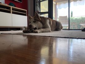 f7c9f6c98da5a77f9e50314d5f907e34a522d736 f7c9f6c98da5a77f9e50314d5f907e34a522d736