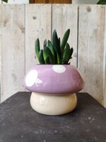 cachepot-fungo-viola