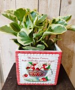 cachepot-ricetta-red