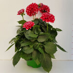 dalia