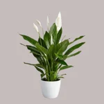 spathiphyllum
