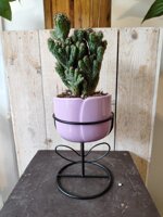 cachepot-tulipano-viola-grande