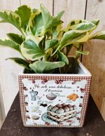 cachepot-ricetta-brown