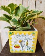 cachepot-ricetta-yellow