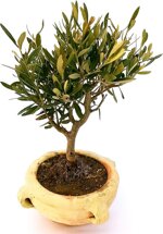 bonsai-olivo