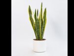 sansevieria