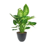 dieffenbachia