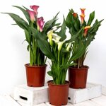 calla
