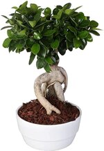 bonsai-ficus-ginseng