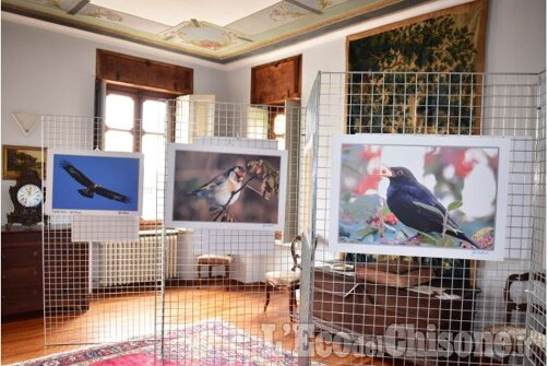 mostra batti gaj animali 2.jpeg mostra batti gaj animali 2.jpeg