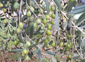 9cae73e86caf61802540915c5c5c5e041bde069e