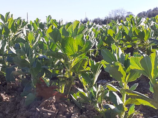 a831b7b917a76cc27b98cdacb8f50ffdfdd1adaa