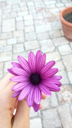 img_20180708_185732 img_20180708_185732