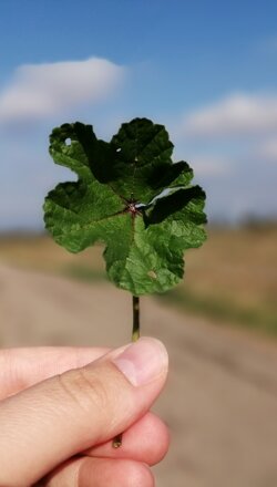 img_20201101_130404 img_20201101_130404